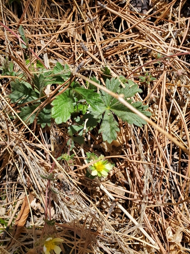 Navajo cinquefoil (Potentilla subviscosa)
