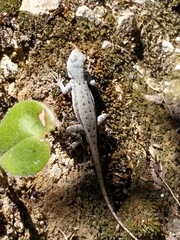 Sceloporus couchii
