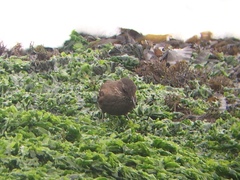 Cinclodes taczanowskii