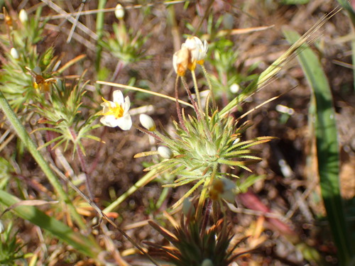 Image of Leptosiphon parviflorus by (c) George Williams, some rights reserved (CC BY)