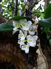 Rodriguezia granadensis