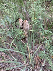 Iris missouriensis