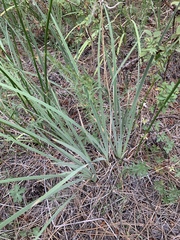 Iris missouriensis