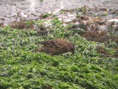 Cinclodes taczanowskii