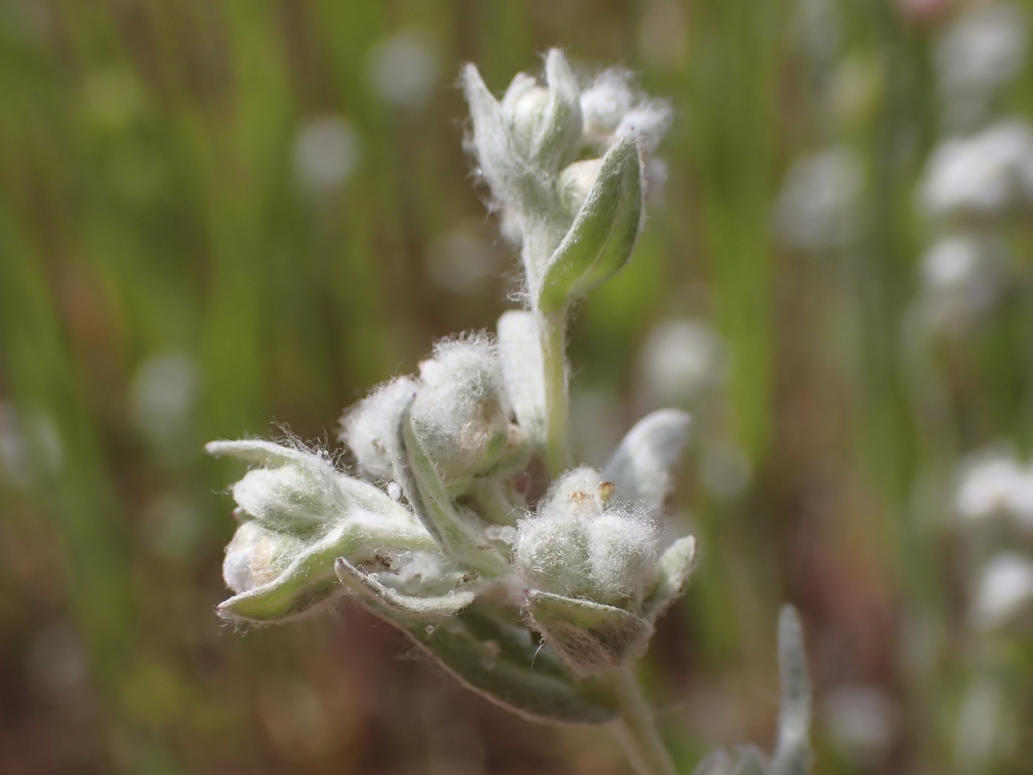 Micropus californicus var. californicus