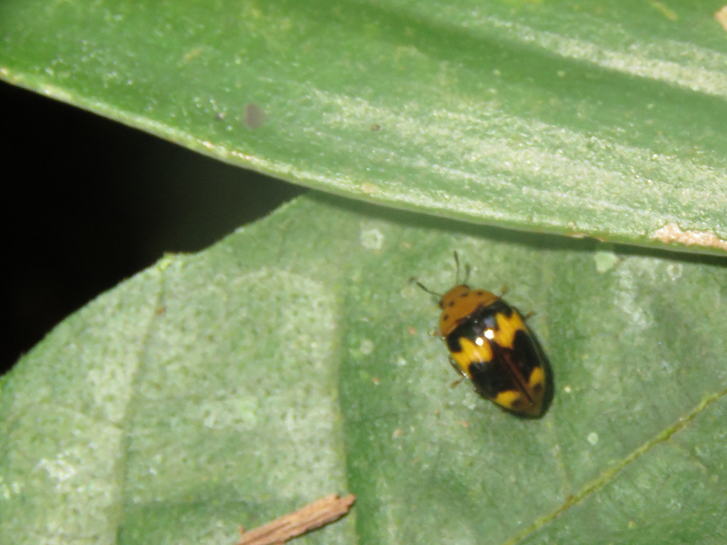 Mycotretus episcopalis