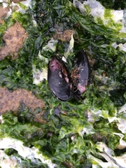 Semimytilus patagonicus