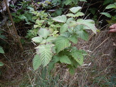 Rubus hawaiensis