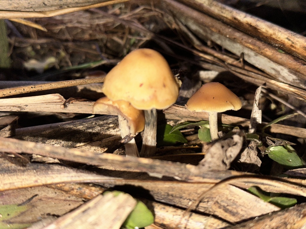 Psilocybe subaeruginosa · May 2025 · photo: © marmalade101 (iNaturalist, cc0)