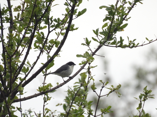 Black-capped Warbling Finch (Microspingus melanoleucus), photo 9