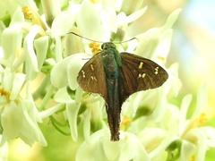 Ectomis metallescens