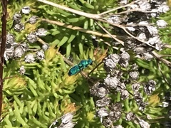 Chrysidoidea