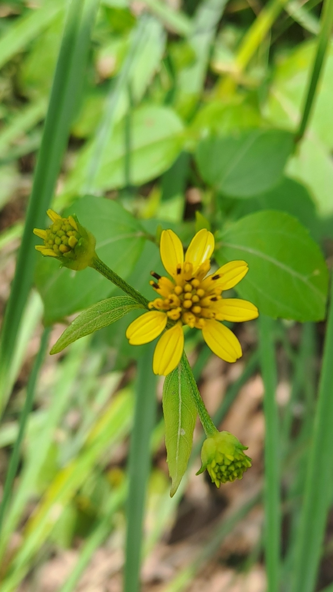 Wollastonia biflora (Wollastonia biflora)