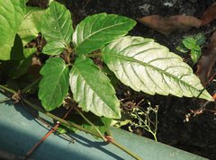 Causonis japonica