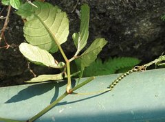 Causonis japonica