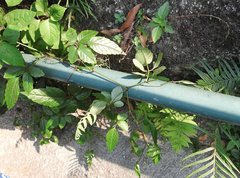 Causonis japonica