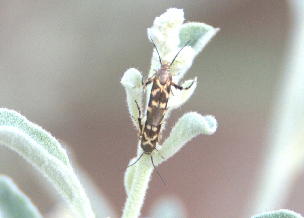 Eretmocera hafeetensis