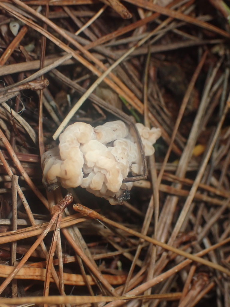 Clavulina rugosa · May 2025 · photo: © pdbellbutler (iNaturalist, cc-by)