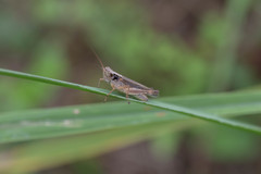 Orphulella pelidna