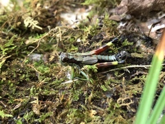 Dendrotettix quercus