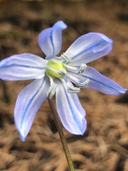 Scilla siberica