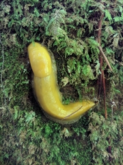 Ariolimax californicus
