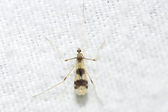 Erioptera venusta