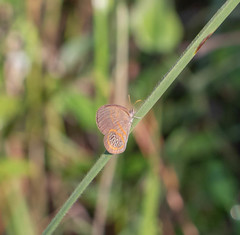 Neonympha areolatus