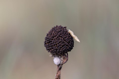Rudbeckia occidentalis