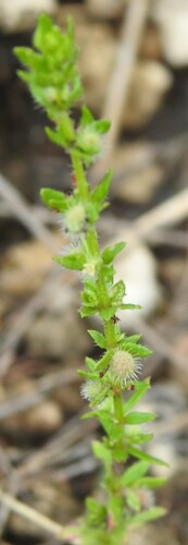 Image of Galium virgatum by (c) saltyhiker, some rights reserved (CC BY)
