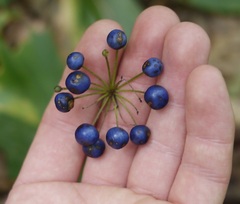 Clintonia umbellulata