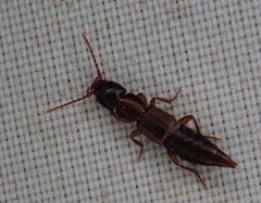 Achenomorphus corticinus