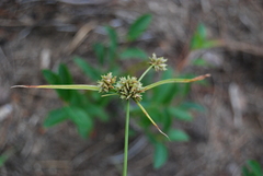 Cyperus lupulinus