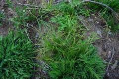 Cyperus lupulinus