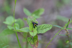 Carmenta pyralidiformis