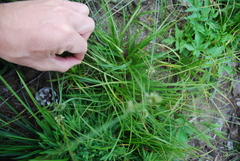 Cyperus lupulinus
