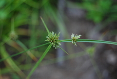 Cyperus lupulinus