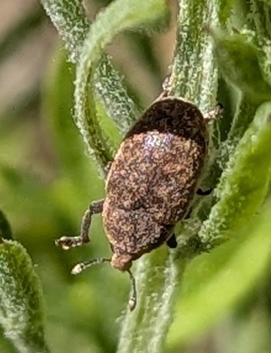 Lesser Knapweed Flower Weevil photo 3
