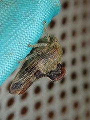 Telamona decorata