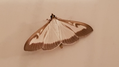 Cydalima perspectalis