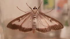 Cydalima perspectalis