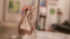 Cydalima perspectalis