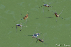 Trepobates subnitidus