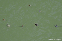 Trepobates subnitidus