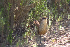 Scelorchilus albicollis