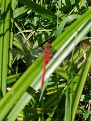 Sympetrum pallipes