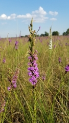 Liatris acidota