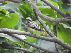 Myiodynastes luteiventris