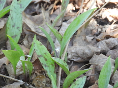 (c) Liren Varghese, some rights reserved (CC BY) Erythronium propullans, photograph (c) Liren Varghese, some rights reserved (CC BY)