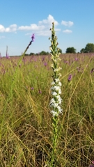 Liatris acidota